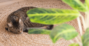 decoracion natural y sostenible